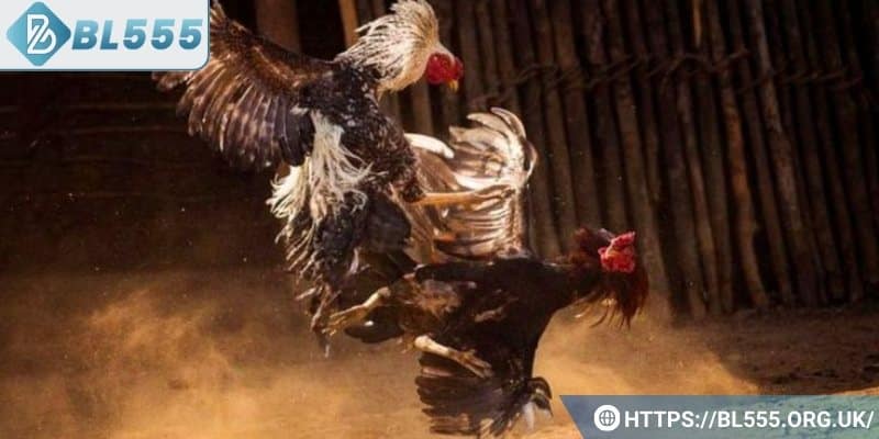 Hiểu rõ ưu điểm của gà và áp dụng chiến thuật hợp lý